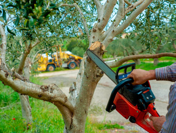 Best Affordable Tree Service  in Catoosa, OK